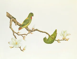 Blåkronet parakitt, hengende på en magnolia-gren, Ch